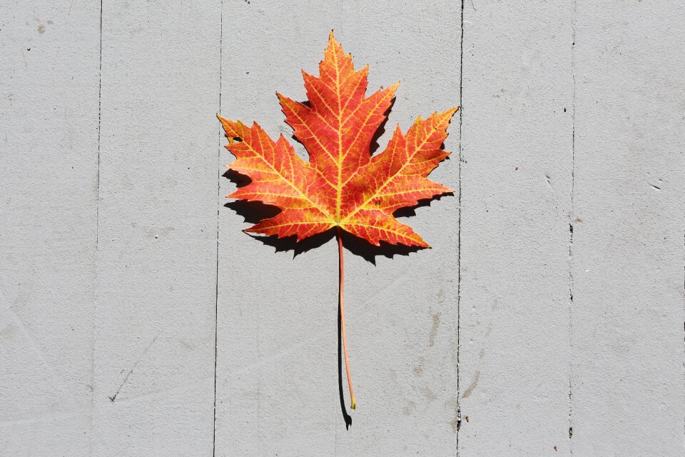 Autumn gray leaf gray leaves
