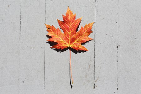 Autumn gray leaf gray leaves
