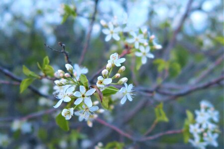 Plant cranberry bud