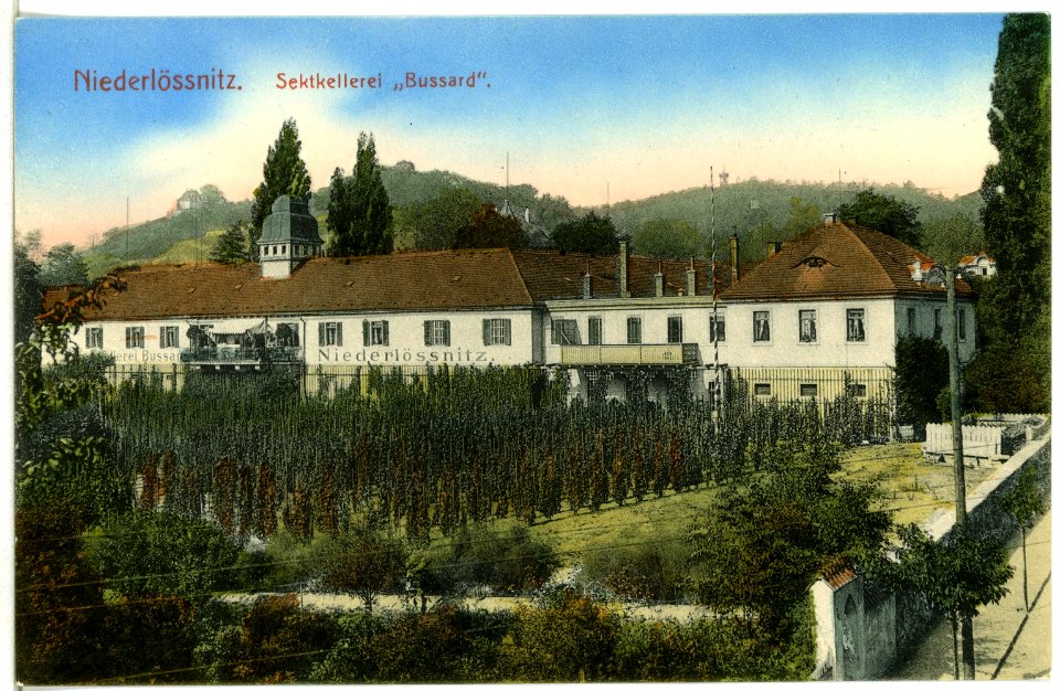 11429-Radebeul-1910-Sektkellerei Bussard-Brück & Sohn Kunstverlag