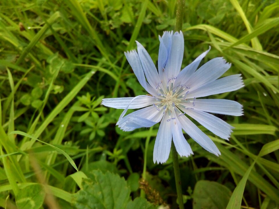 Blue meadow flowers summer flowers