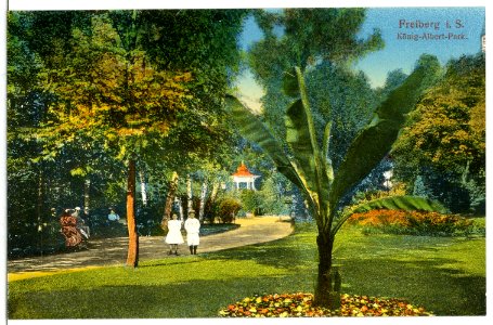 11848-Freiberg-1910-Albertpark-Brück & Sohn Kunstverlag