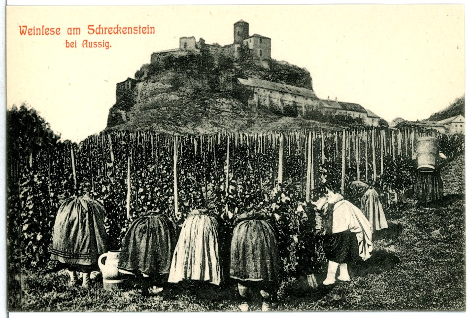 12620-Aussig-1911-Weinlese am Schreckenstein-Brück & Sohn Kunstverlag