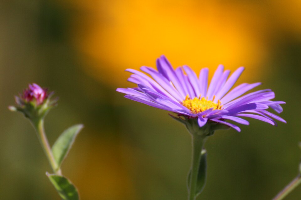 Blossom bloom purple flower photo