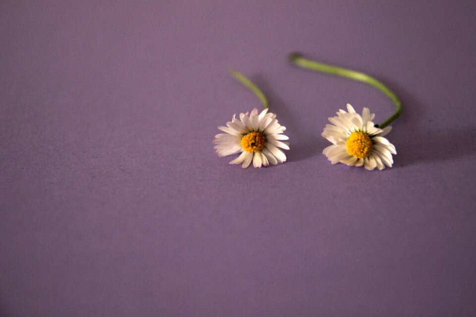 Background nature floral