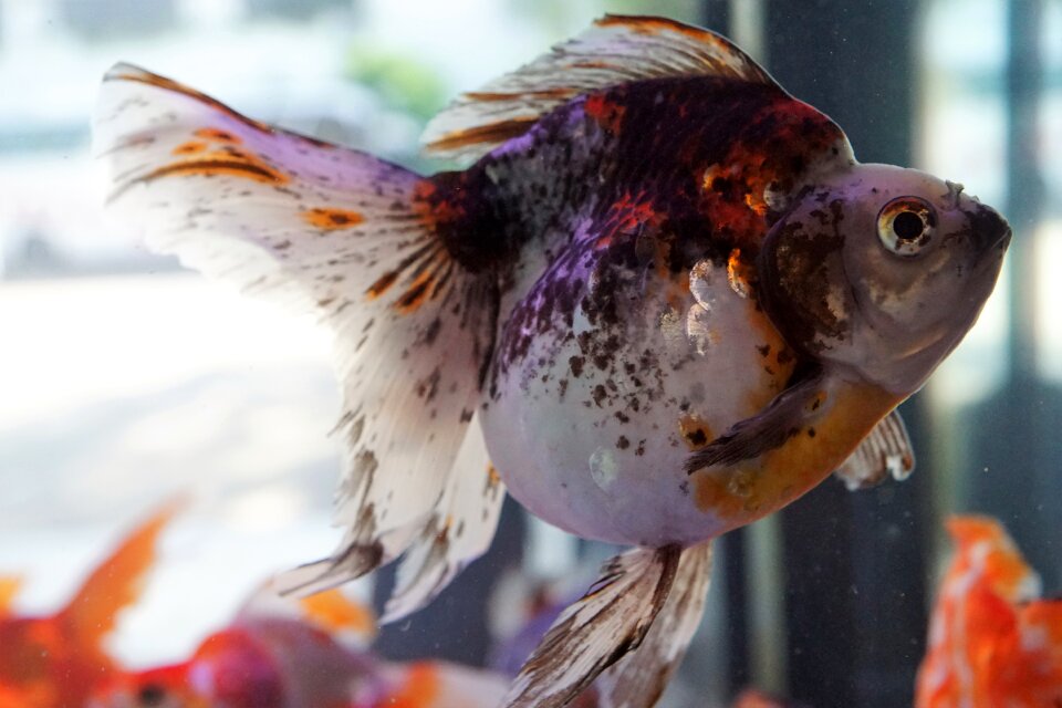 Aquarium underwater panzer