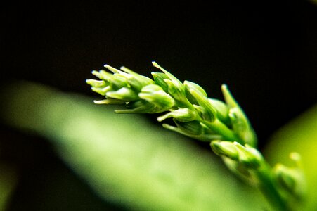 Stem green garden