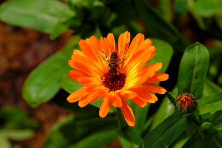 Tender orange flower plant photo