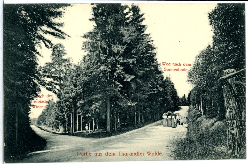 11903-Tharandt-1910-Partie aus dem Tharandter Walde-Brück & Sohn Kunstverlag