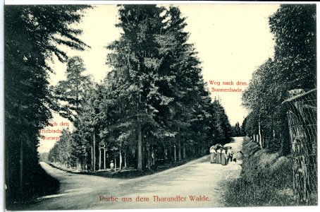 11903-Tharandt-1910-Partie aus dem Tharandter Walde-Brück & Sohn Kunstverlag