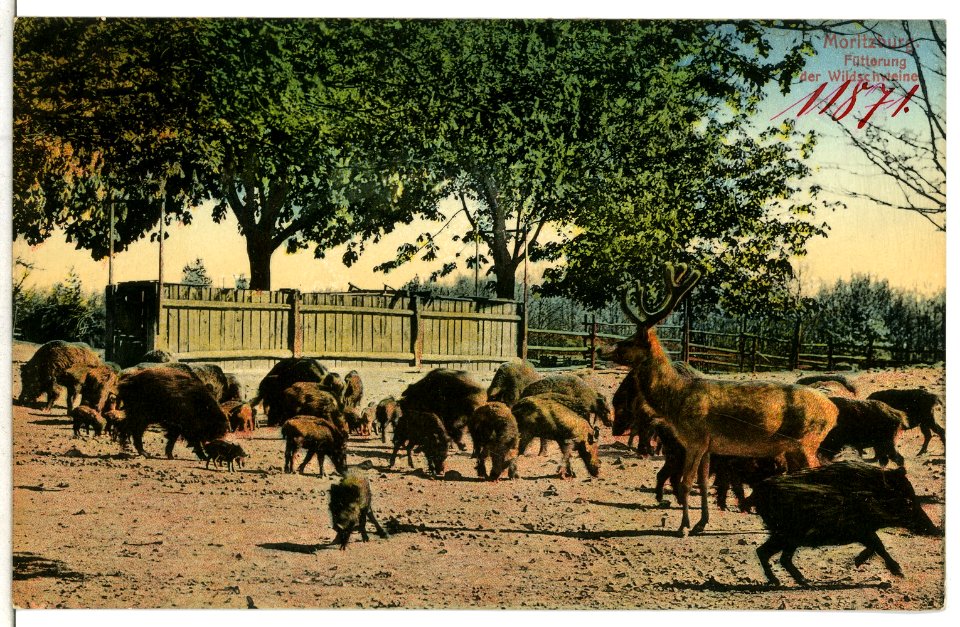 11871-Moritzburg-1910-Fütterung der Wildschweine-Brück & Sohn Kunstverlag