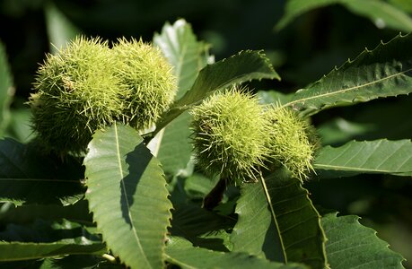 Autumn fruit chestnut tree