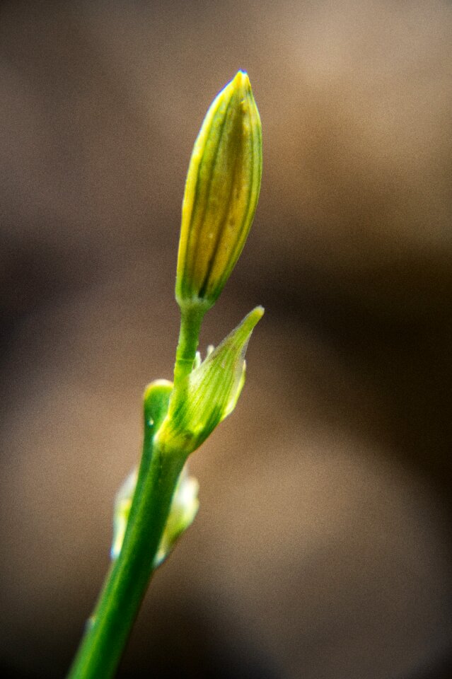Green garden macro