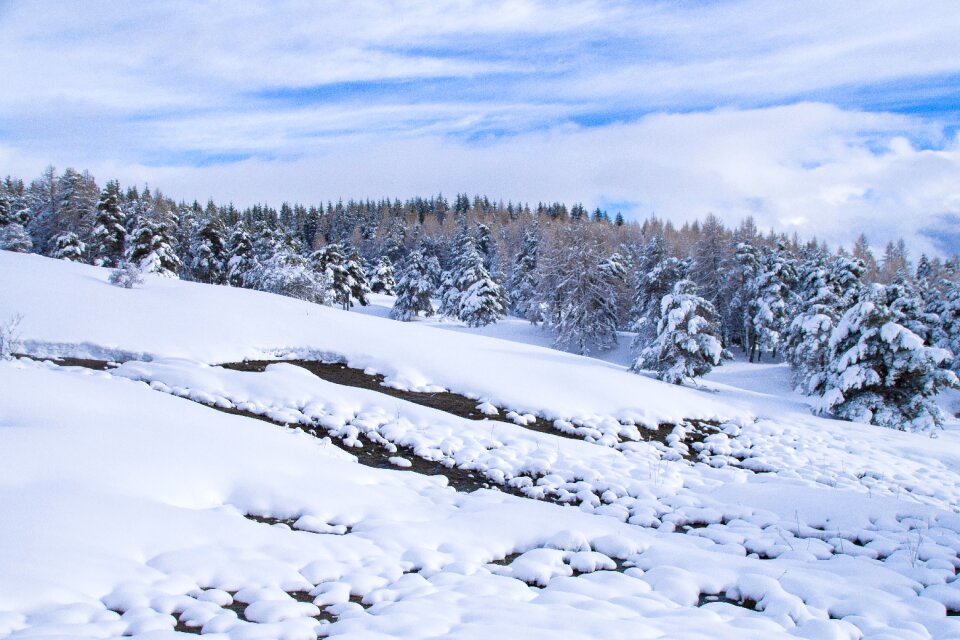 Frost frozen season photo