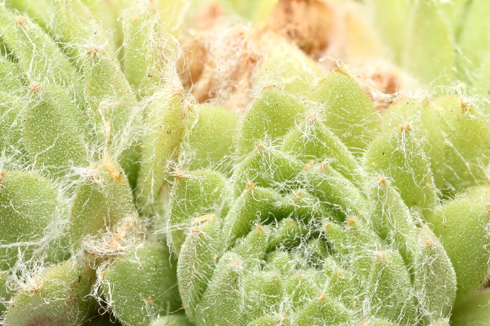 Nature cactus green