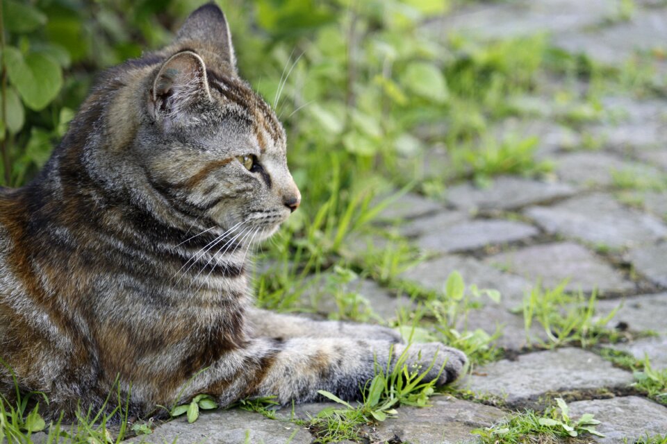 Mackerel nature domestic cat