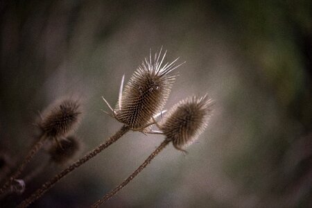 Macro prickly plant