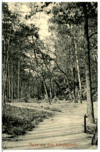 11993-Radebeul-1910-Partie aus dem Lößnitzgrund-Brück & Sohn Kunstverlag