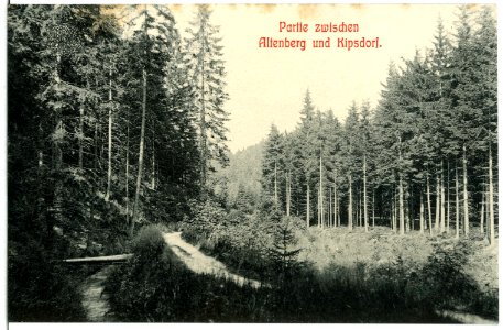 11469-Altenberg-1910-Zwischen Altenberg und Kipsdorf-Brück & Sohn Kunstverlag