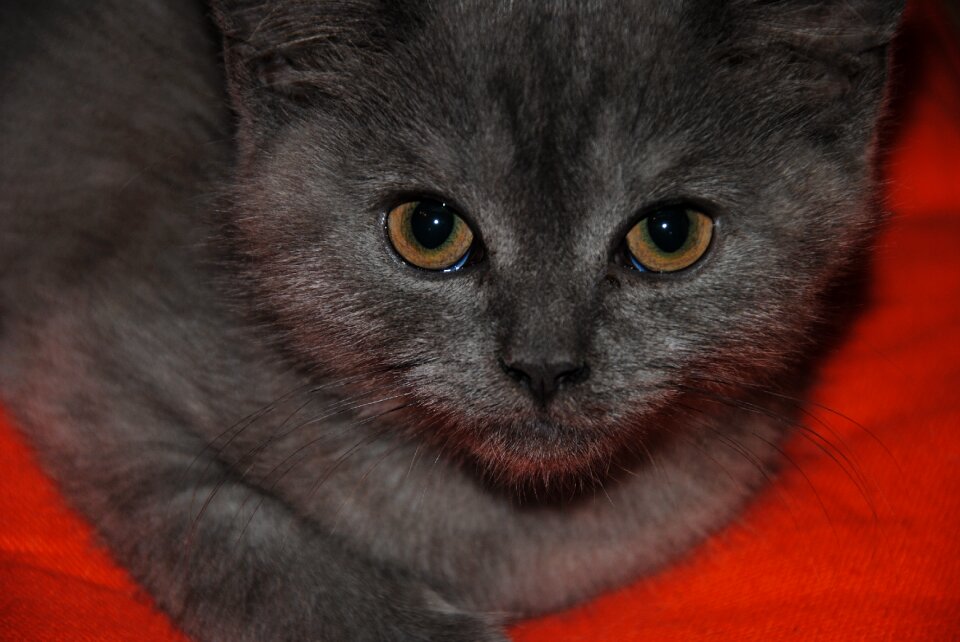 Cat portrait cat face domestic cat