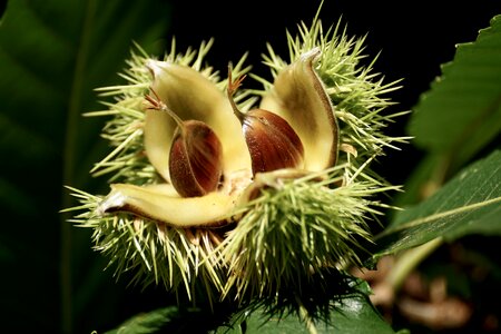 Prickly fruit shell photo