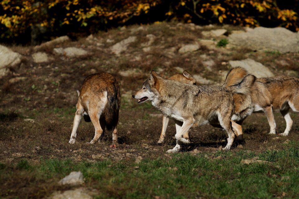 Canada timber wolves wild animal