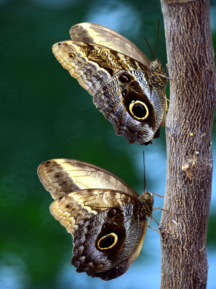 Tropical butterfly wing wait