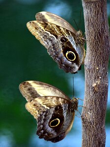 Tropical butterfly wing wait photo