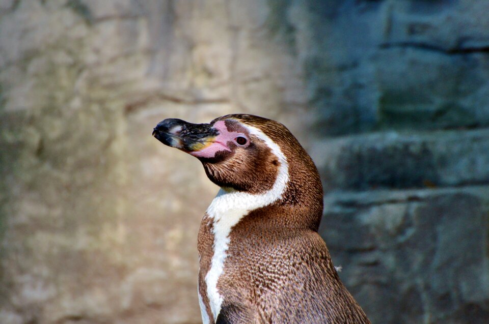 Animal animal world bill