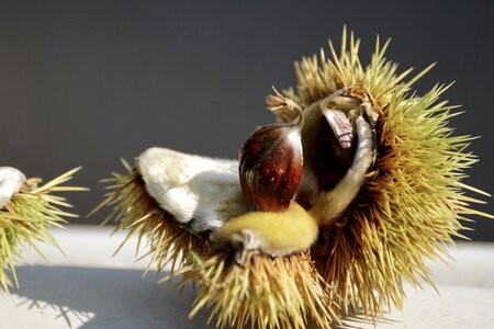 Prickly fruit shell photo