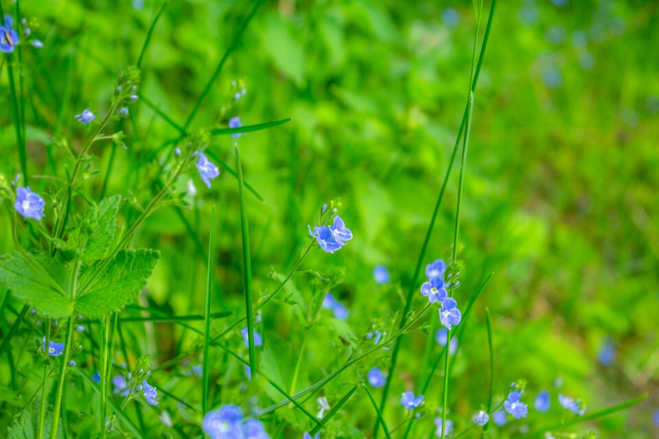 Little flowers plant plants