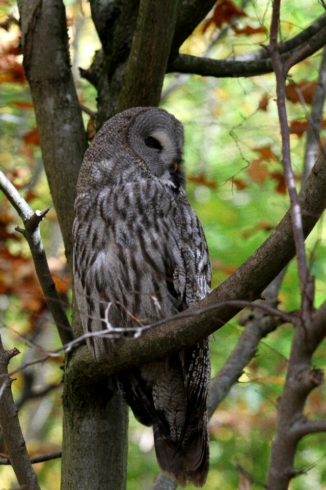 Nocturnal feather bird of prey