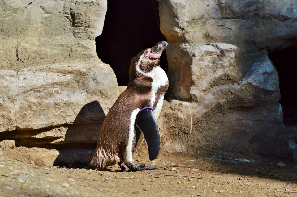 Animal animal world bill