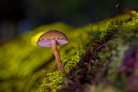 Small mushroom moss forest mushroom photo