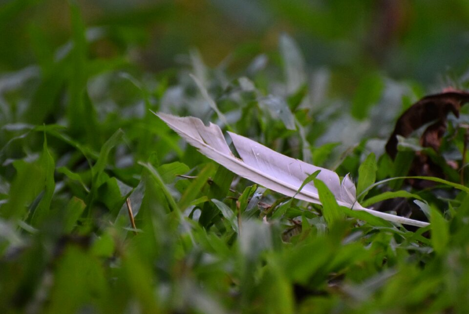 Green simple white
