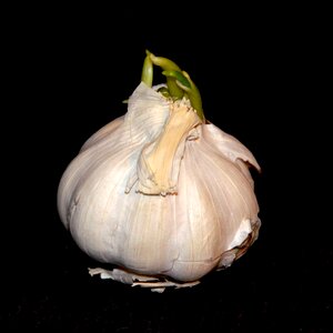 Vegetables garlic clove of garlic photo