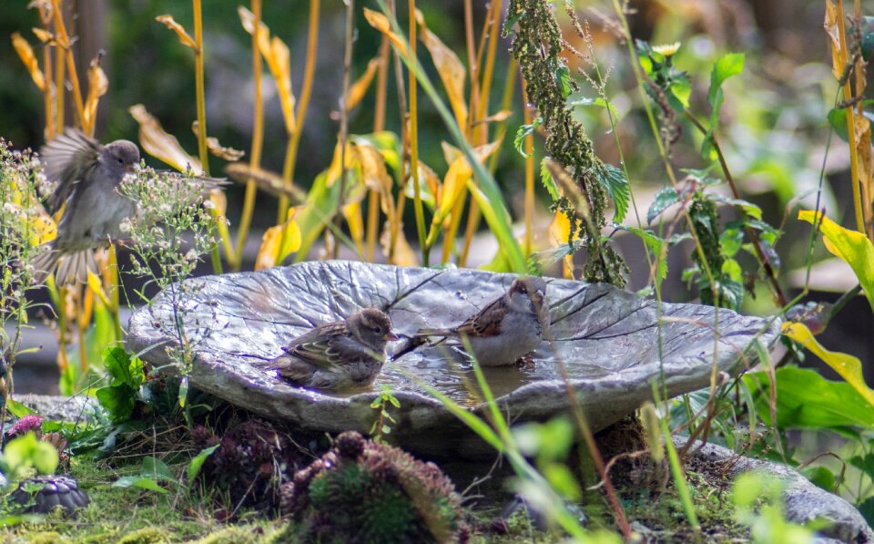 Garden cheeky sparrow
