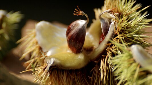 Prickly fruit shell photo