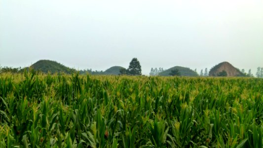 Weiling 3