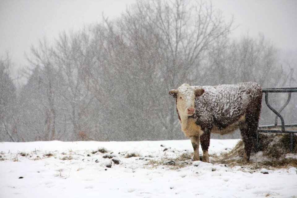 Snow animal cattle