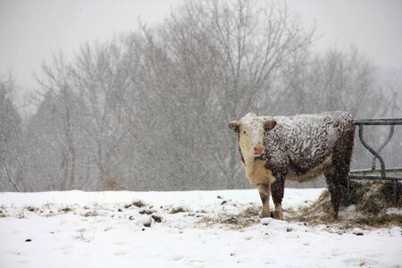 Snow animal cattle