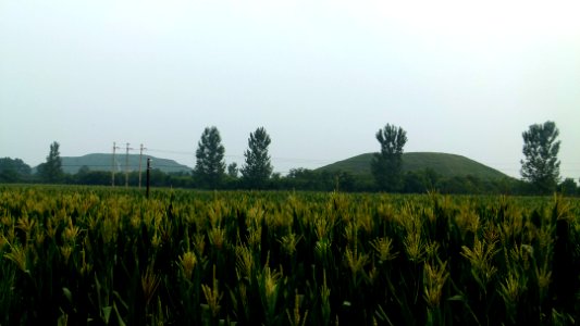 Weiling