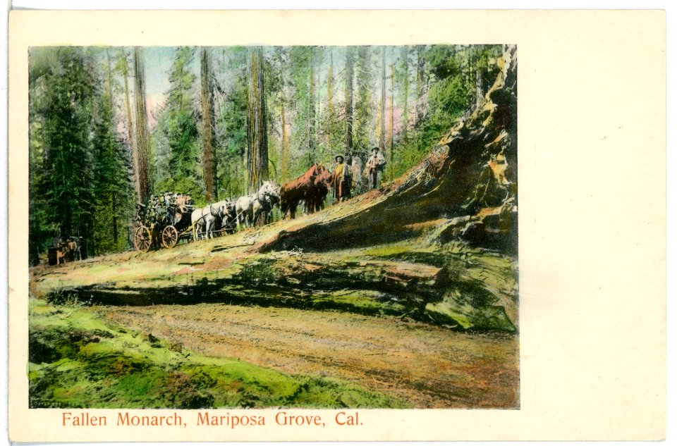 04935-Kalifornien-1903-Fallen Monarch, Mariposa Grove-Brück & Sohn Kunstverlag