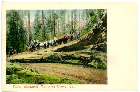 04935-Kalifornien-1903-Fallen Monarch, Mariposa Grove-Brück & Sohn Kunstverlag