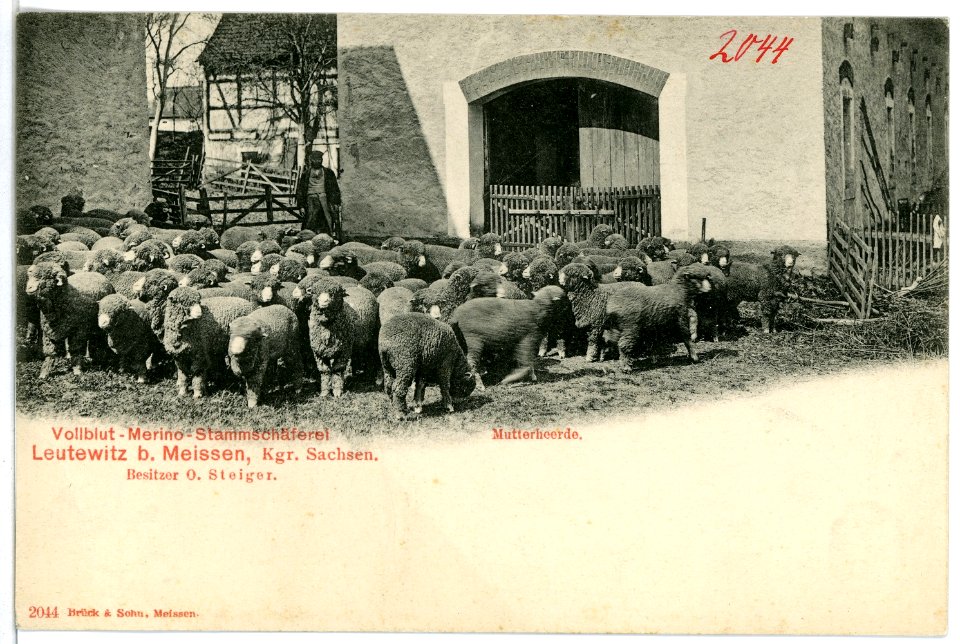 02044-Leutewitz-1901-Stammschäferei-Brück & Sohn Kunstverlag
