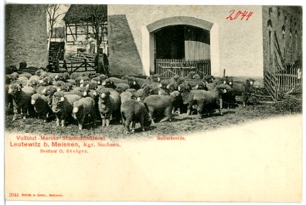 02044-Leutewitz-1901-Stammschäferei-Brück & Sohn Kunstverlag
