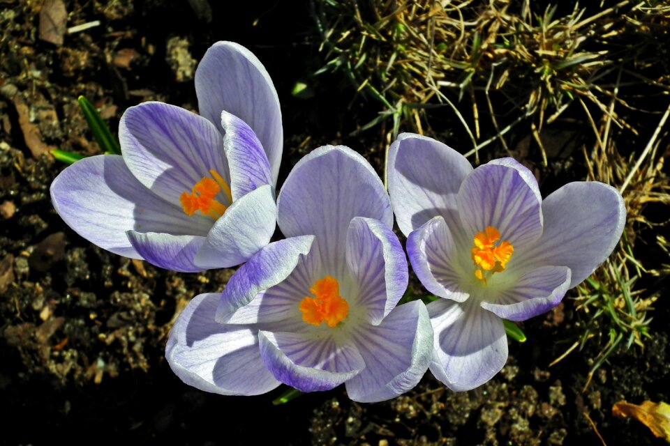 Closeup nature plant