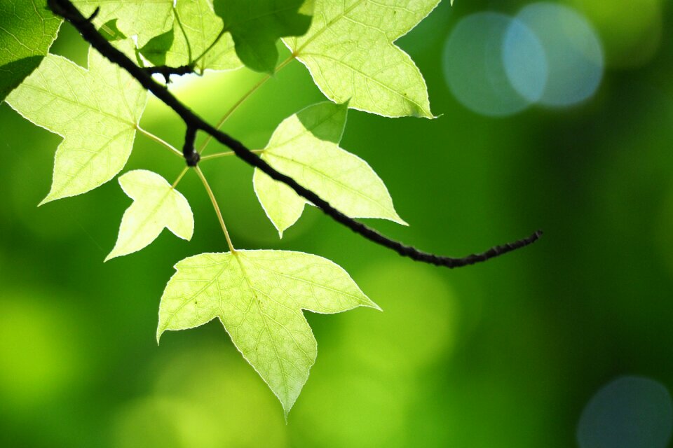 Tree leaf sunshine shallow view