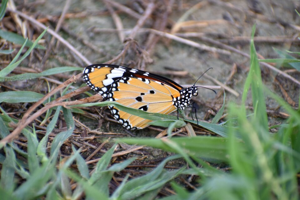 Insect lepidopterous insect gray butterfly