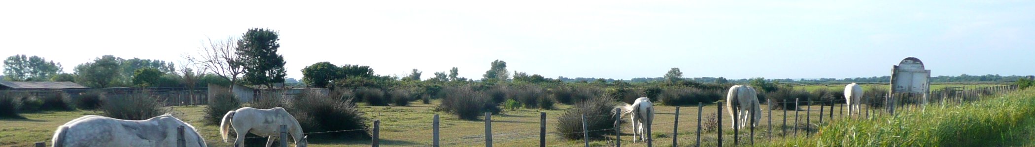 WV banner Camargue Horses